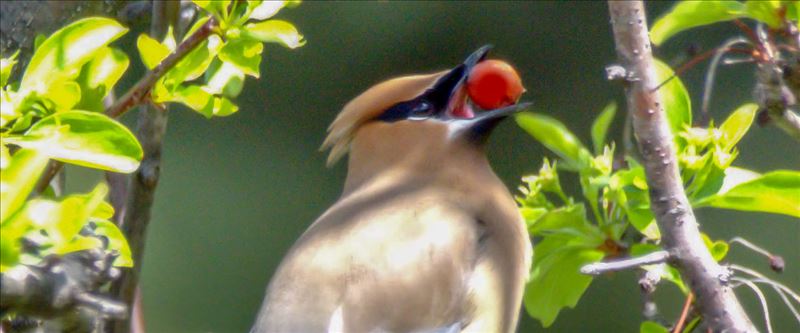 mom_waxwing_1.jpg